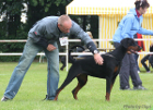 Dobergaarden Forever Aicha