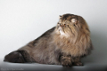 Tabby Tiger R2-d2