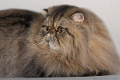 Tabby Tiger R2-d2